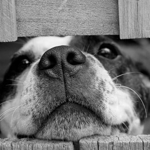 The Smell of Dog and Self-Deception