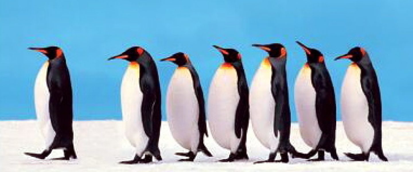 penguins-702729