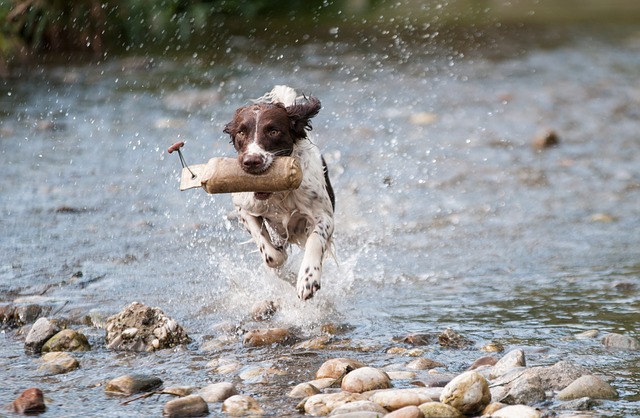 dog-1212400_640