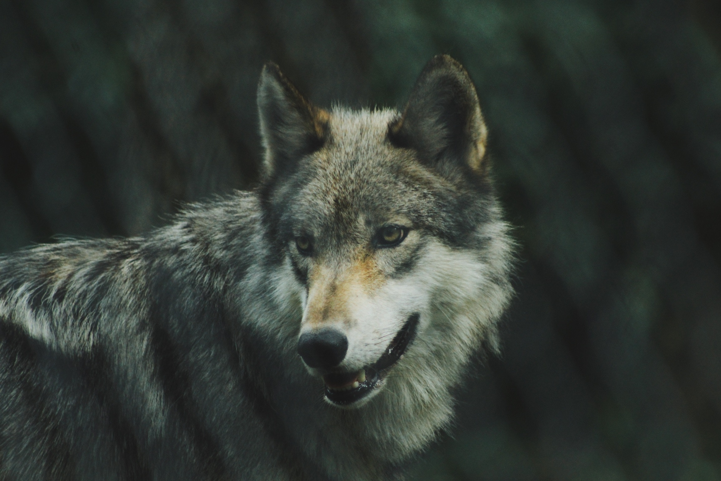 michael-larosa-449701-unsplash