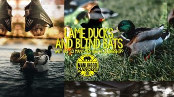 lame-ducks-and-blind-bats