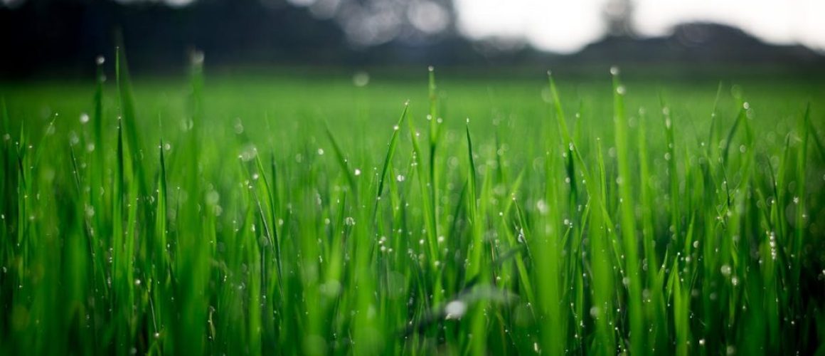 lawncare