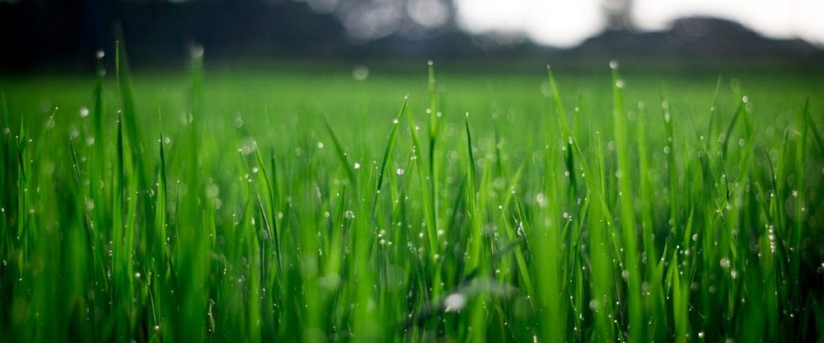 lawncare