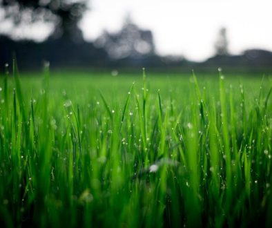 lawncare