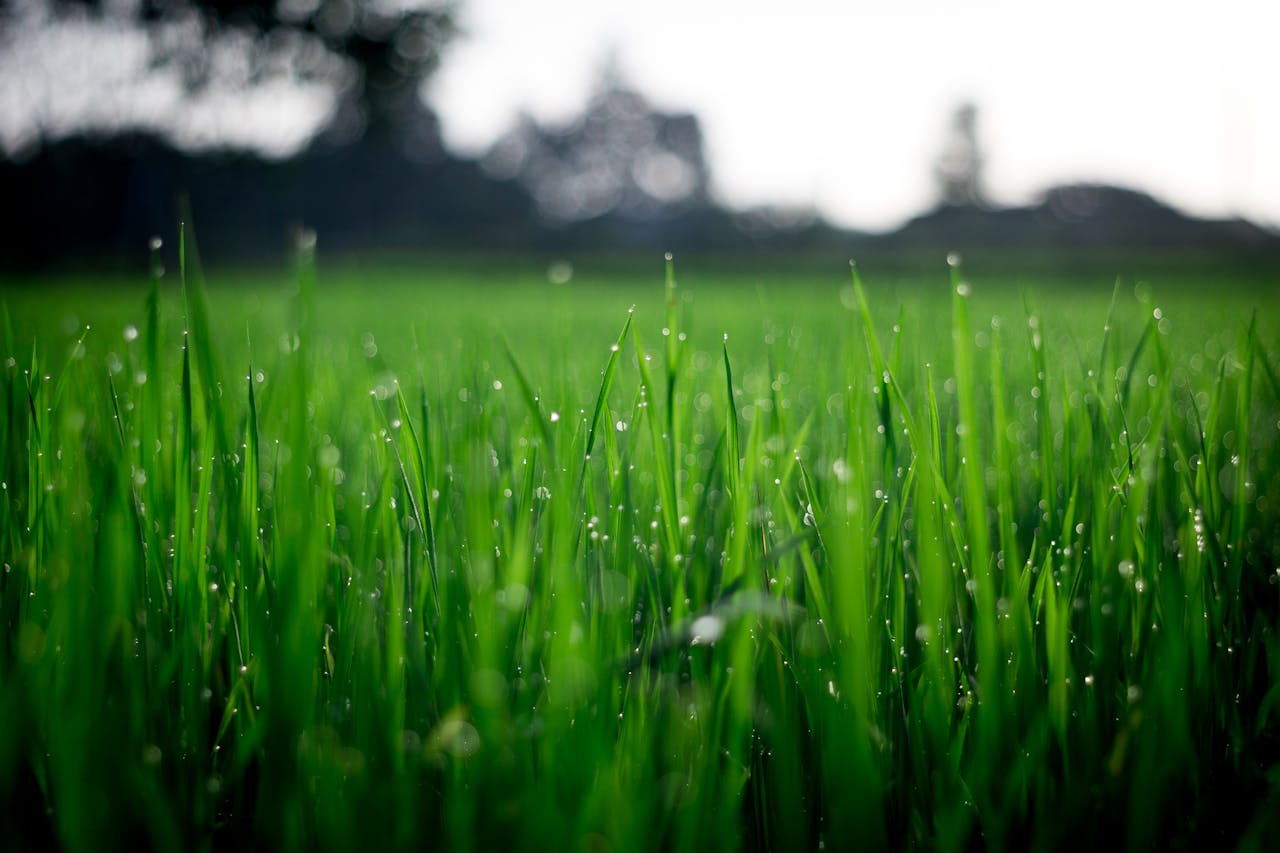 lawncare
